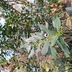 Image result for Erythrococca