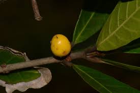 Image result for Synsepalum passargei