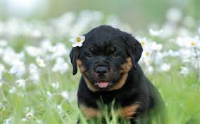 Antalya Satilik Rottweiler Yavrulari Kanka Kopek