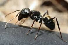 Black Ant Sugar Ant Bites Pictures Pavement Ants Black Ant Pest Control Information Types Of Ants Ants Ant Species