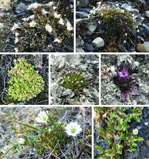 Image result for Caryophyllaceae