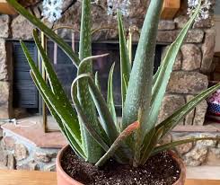 Although the aloe vera plant looks a lot like a cactus, it's actually a member of the lily and onion family. Why Are The Tips Of My Aloe Plant Drying Out And How To Fix It Garden For Indoor