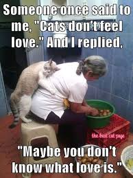 City of denton tx city hall. M The Best Cat Page Facebook Https Www Facebook Com Thebestcatpage Funny Animals Cats Cool Cats