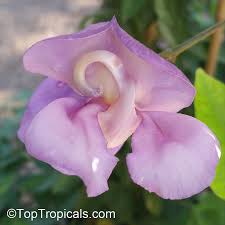 Image result for Vigna radicans