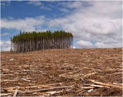 Biodiversity Loss In The 21st Century The Sixth Mass Extinction