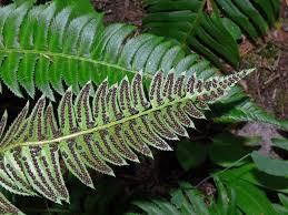 Image result for Polystichum