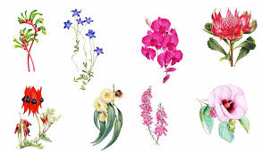 Pin By Jasmin Ridgeway On Australasia In 2020 Flower Illustration Australian Native Flowers Australian Flowers