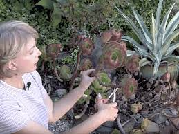 Later most of these business owners thank their misfortune and happily go on to build a legacy for themselves and future generations. Seven Ways To Make Money With Succulents Debra Lee Baldwin