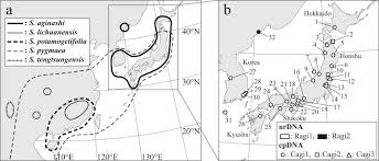 Image result for Limnophyton angolense