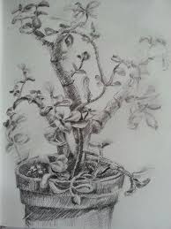 Pot Plant Pencil Sketch Art Humanoid Sketch