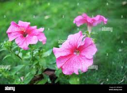 Image result for Petunia axillaris
