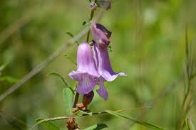 Image result for Ceratotheca sesamoides