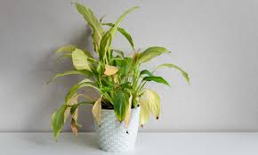 By adding a layer of rocks, pebbles, stones or pumice (or a combination of these) in the bottom of the pot, you can create a layer for drainage. Covering Drainage Holes In Pots How To Keep Soil From Washing Out