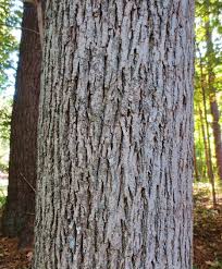 So i look up hickory & find out it is in the same botanical family as walnut, which my pa child. Hickory Nuts Foraging For Pignut And Shagbark Hickory Nuts
