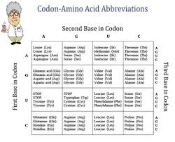 Chart Of Amino Acids And Messenger Rna Codons