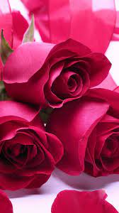 Download the perfect flower love pictures. Beautiful Roses Love Is A Beautiful Thing With The Mr Right And Mrs Right Who Sent To You By Beautiful Roses Beautiful Rose Flowers Rose Flower Wallpaper