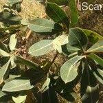 Image result for Terminalia brachystemma