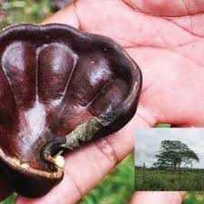 Image result for Aneulophus