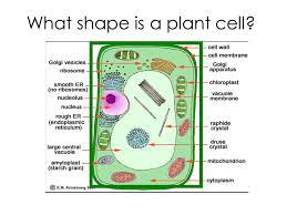 Red blood cells carry oxygen from the lungs to the rest of the body. Remember There Are 2 Types Of Cells Prokaryotes No Nucleus Dna Is Floating Freely Very Simple Cell Eukaryotes Have A Nucleus Dna Is In Nucleus Very Ppt Download
