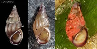 Image result for Isoglossa membranacea