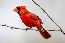 Another danger comes from the sticky fingers of thieves, who may make off with your garden ornaments that are securely fastened down. Birds That Eat Pests And How To Attract Them To Your Garden