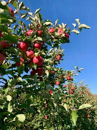 See reviews, photos, directions, phone numbers and more for picking apples locations in milton, ny. Apple Picking In The Catskills And Hudson Valley Without The Crowds Brooklyn Doublewide