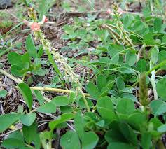 Image result for Indigofera spicata