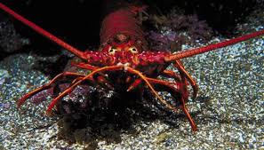 During this crisis, curbside service will be available. How To Raise An Aquatic Crawfish As A Pet Pet Life Pets Pet Store