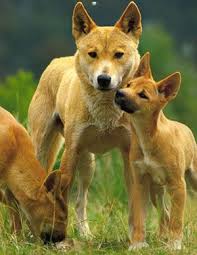 Phillip S Natural World 1 0 3 Dingo S In Peril Wild Dogs Animals Beautiful Australian Animals