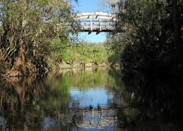 Image result for Alafia caudata