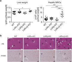 Liver X Receptors Regulate Hepatic F4 80 Cd11b Kupffer Cells Macrophages And Innate Immune Responses In Mice Scientific Reports
