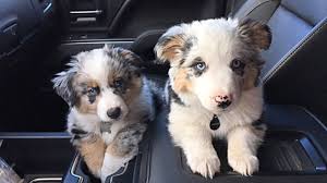 The perfect puppy is waiting for you. Sully Hoss The Blue Merle Welsh Corgi Puppies Augie Cowboycorgi Welsh Corgi Puppies Animal Lover Dogs