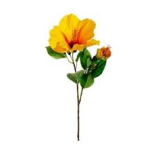 Showing 12 results for silk hibiscus plants. Tige D Hibiscus Jaune 26 Decors Veronneau Yellow Hibiscus Hibiscus Hibiscus Flowers