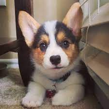 The pembroke welsh corgi (/ˈkɔːrɡi/; Tri Color Pembroke Welsh Corgi Puppy 8 Weeks Old Welsh Corgi Puppies Pembroke Welsh Corgi Puppies Corgi Puppy