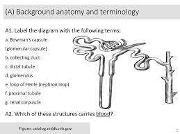 The nephron pictured on the kidney should be colored orange. Worksheet Journey Along The Nephron Ppt Download