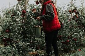 We did not find results for: When To Prune Your Apple Trees In Nz Crewcut Lawn Garden