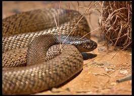 12 Most Poisonous Snakes On Earth Poisonous Snakes Australian Native Animals Snake