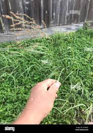 Image result for Panicum coloratum