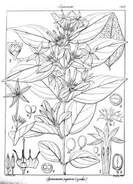 Image result for Jasminum breviflorum