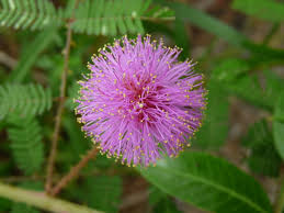 Image result for Mostuea microphylla