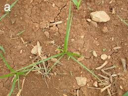 Image result for Cyperus sp.no.3