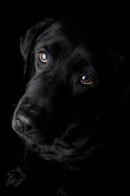 Black And Brown Dog Breeds Puppy The Voice Of Truth Big Brown Eyes Black Labrador Retriever Labrador Retriever Labrador Retriever Puppies