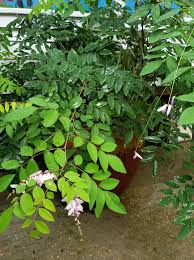 Image result for Otomeria elatior