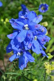 Image result for Delphinium