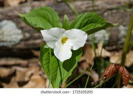 Image result for Melianthaceae