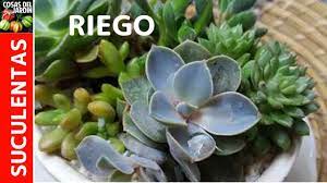 Es una locura, ¿no te parece?». Como Mantener Vivas Las Suculentas Durante El Invierno Cuidados De Las Suculentas En Inverno Cosas Del Jardin