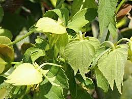 Image result for Dalechampia scandens