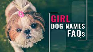 These names are also great names to use if you have an interest in the region or just want to have a unique name for your pup. Girl Dog Names Faqs Answers On Female Dog Names Petmoo