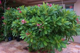 Growing Dwarf Singapore Pink Plumeria In Phoenix Arizona Write On Rubee Plumeria Plumeria Tree Plants