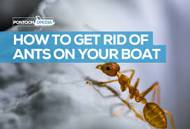 Ants in your kitchen can live off grease and food spills under and behind your appliances. How To Get Rid Of Ants On A Boat Ant Infestation Guide Wow